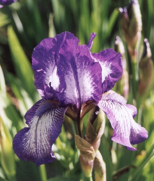 ../Images/Bearded Iris 1.jpg